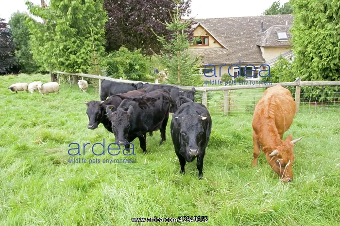 : Small herd of Dexter cows and orphan lamb in small field : Small herd of Dexter cows and orphan lamb in small field