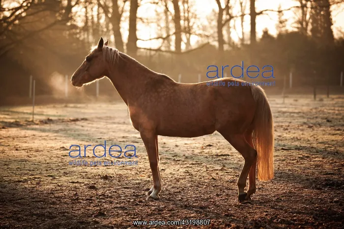 : Small horse, mare, Palomino, dozing on a winter : Small horse, mare, Palomino, dozing on a winter