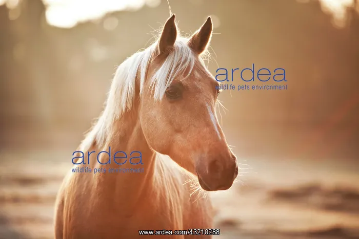 : Small horse, mare, Palomino, North Rhine-Westphalia : Small horse, mare, Palomino, North Rhine-Westphalia