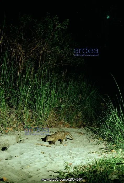 : Small Indian Civet / Rasse / Lesser Indian Civet - at night : Small Indian Civet / Rasse / Lesser Indian Civet - at night