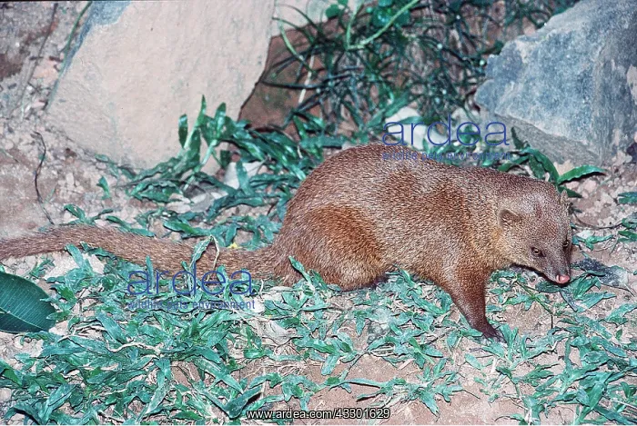 : Small Indian MONGOOSE : Small Indian MONGOOSE