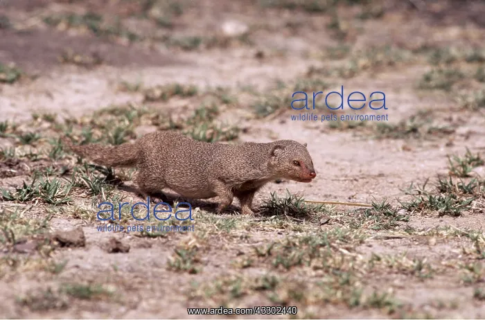 : Small Indian MONGOOSE : Small Indian MONGOOSE