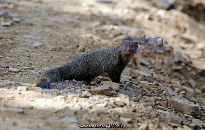: Small Indian Mongoose : Small Indian Mongoose