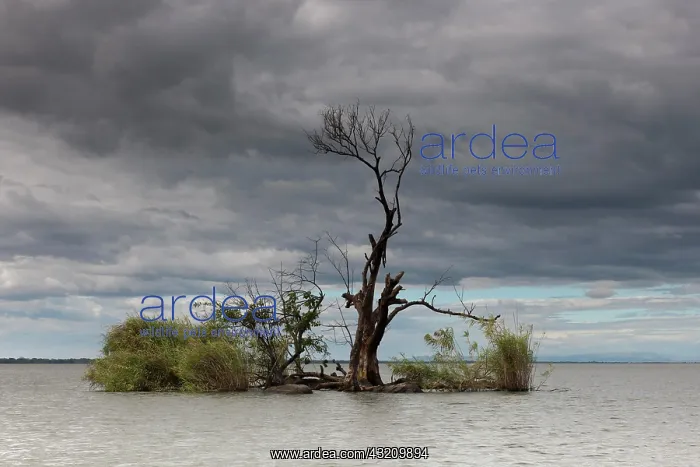 : Small island with tropical vegetation in Lake Nicaragua : Small island with tropical vegetation in Lake Nicaragua