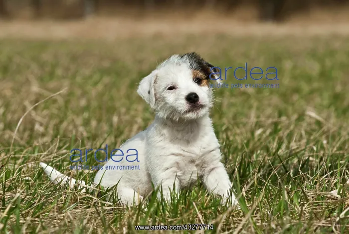 : Small Jack Russell puppy : Small Jack Russell puppy