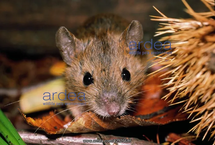 : SMALL JAPANESE FIELD MOUSE : SMALL JAPANESE FIELD MOUSE