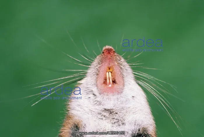 : Small Japanese Field Mouse - showing incisor teeth : Small Japanese Field Mouse - showing incisor teeth