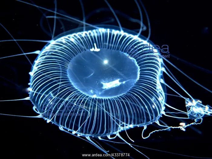 : Small jellyfish at night in front of Jupiter, Florida : Small jellyfish at night in front of Jupiter, Florida