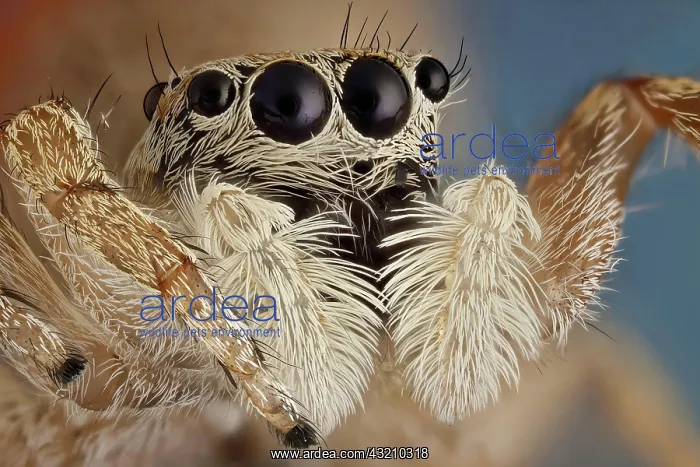 : A small jumping spider, these spiders make great : A small jumping spider, these spiders make great