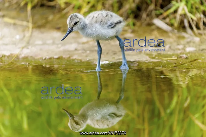 : Small juvenile bird next to a pool of water with reflection : Small juvenile bird next to a pool of water with reflection