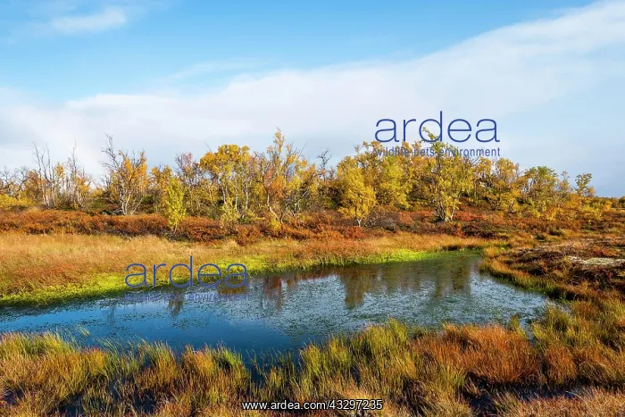 : Small lake in autumnal landscape, Norrbottens, Norrbottens : Small lake in autumnal landscape, Norrbottens, Norrbottens