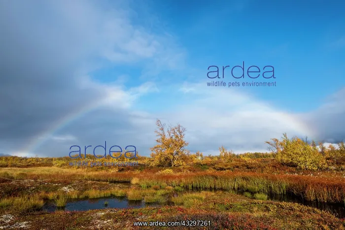 : Small lake, autumnal landscape with rainbow, Norrbottens : Small lake, autumnal landscape with rainbow, Norrbottens