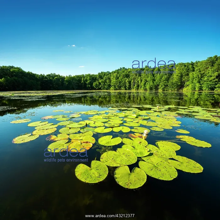 : Small lake with water lilies, Schlaubetal nature : Small lake with water lilies, Schlaubetal nature