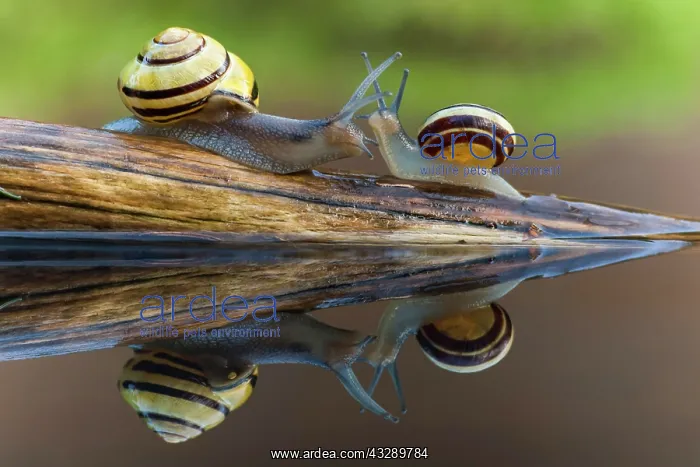 : Small and large Grove snail ( Cepaea nemoralis) : Small and large Grove snail ( Cepaea nemoralis)