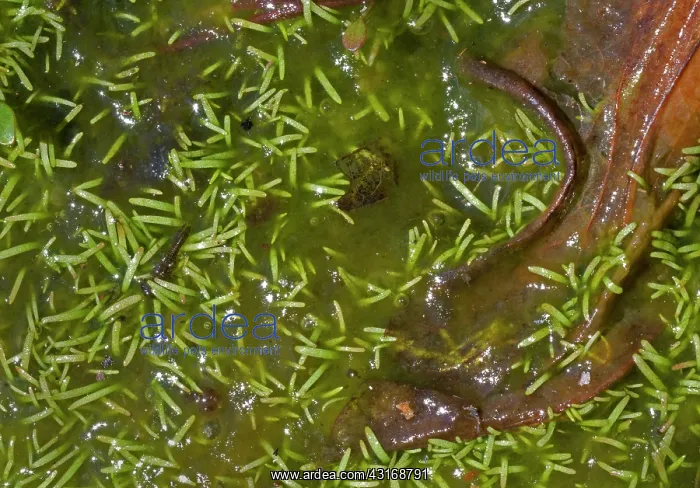  : The very small larva of a Seepage Dancer