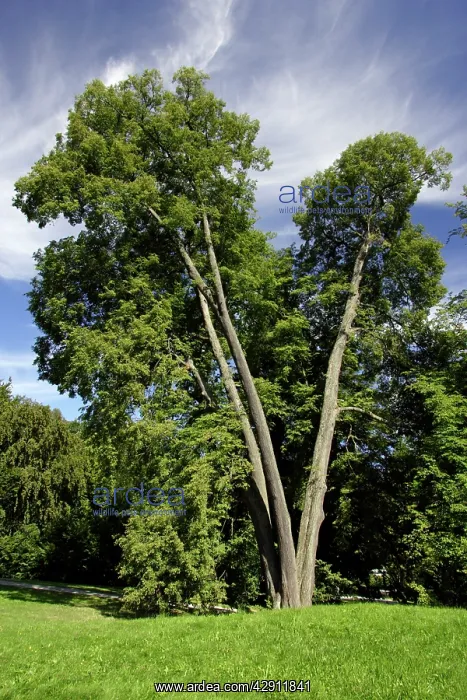 : Small-Leafed Lime - tree standing in park : Small-Leafed Lime - tree standing in park