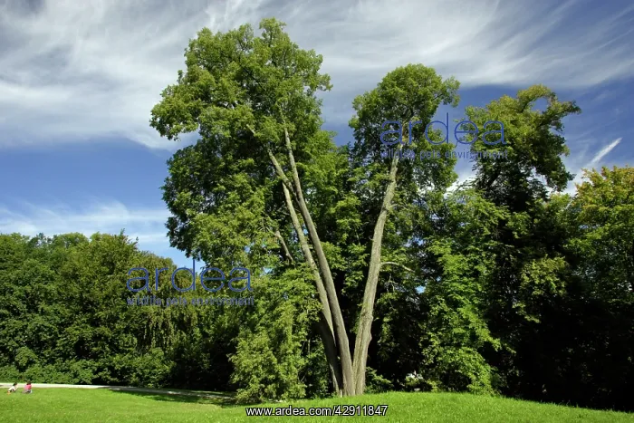: Small-Leafed Lime - tree standing in park : Small-Leafed Lime - tree standing in park