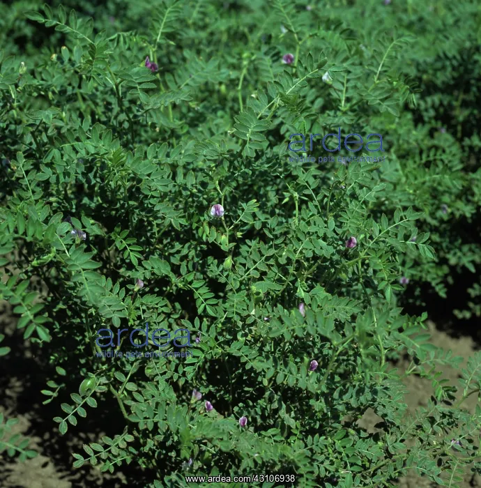 : Small-leaved chickpea crop : Small-leaved chickpea crop