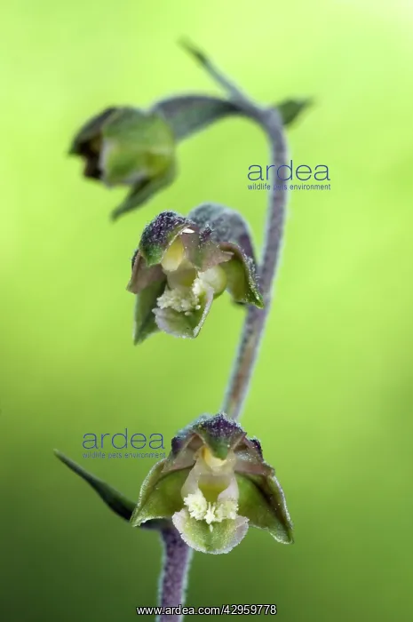 : Small-leaved Helleborine : Small-leaved Helleborine