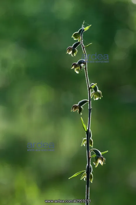 : Small-leaved Helleborine : Small-leaved Helleborine