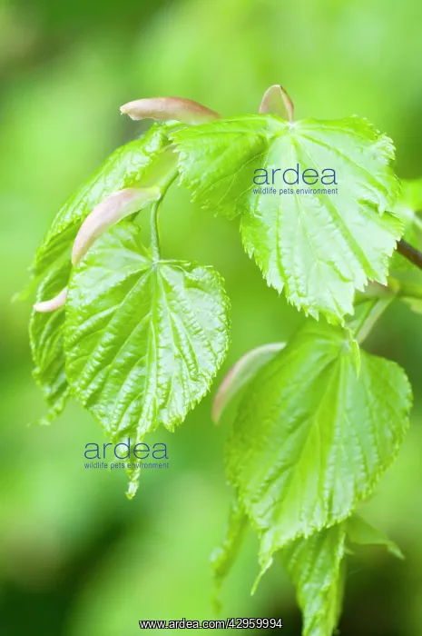 : Small-leaved Lime - close up of fresh new leaves : Small-leaved Lime - close up of fresh new leaves