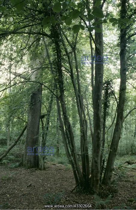 : SMALL LEAVED LIME COPPICE : SMALL LEAVED LIME COPPICE