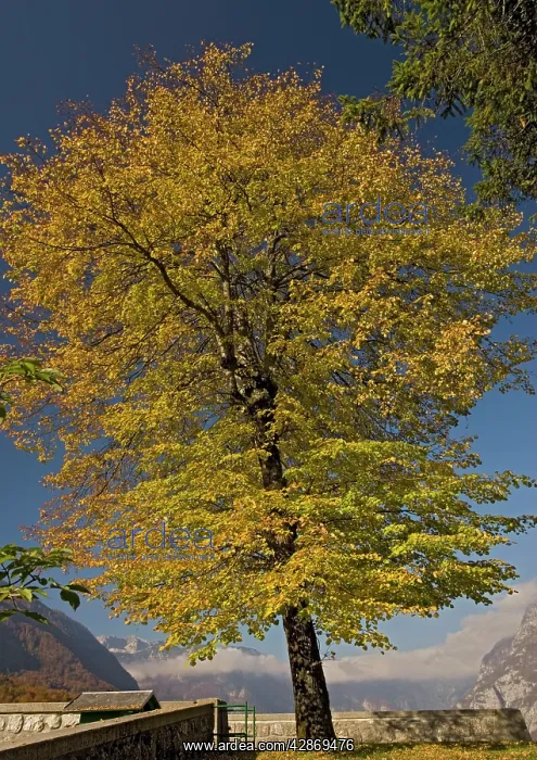 : Small-leaved lime tree, with autumn colour : Small-leaved lime tree, with autumn colour