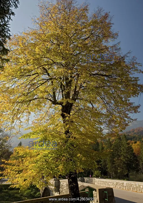 : Small-leaved lime tree, with autumn colour : Small-leaved lime tree, with autumn colour