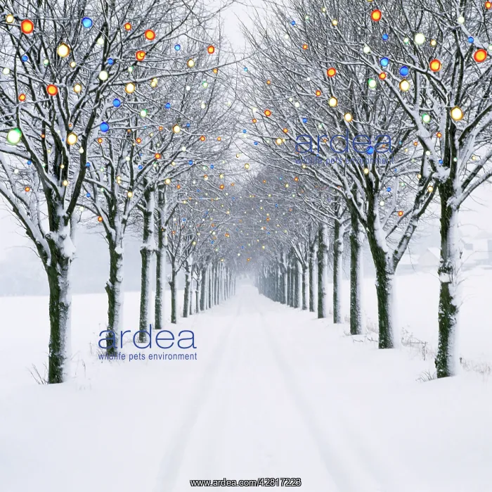 : Small-leaved Lime Trees - with Chistmas lights : Small-leaved Lime Trees - with Chistmas lights