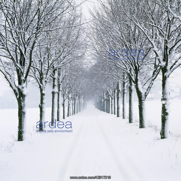  : Small-leaved Lime Trees - in snow, winter
