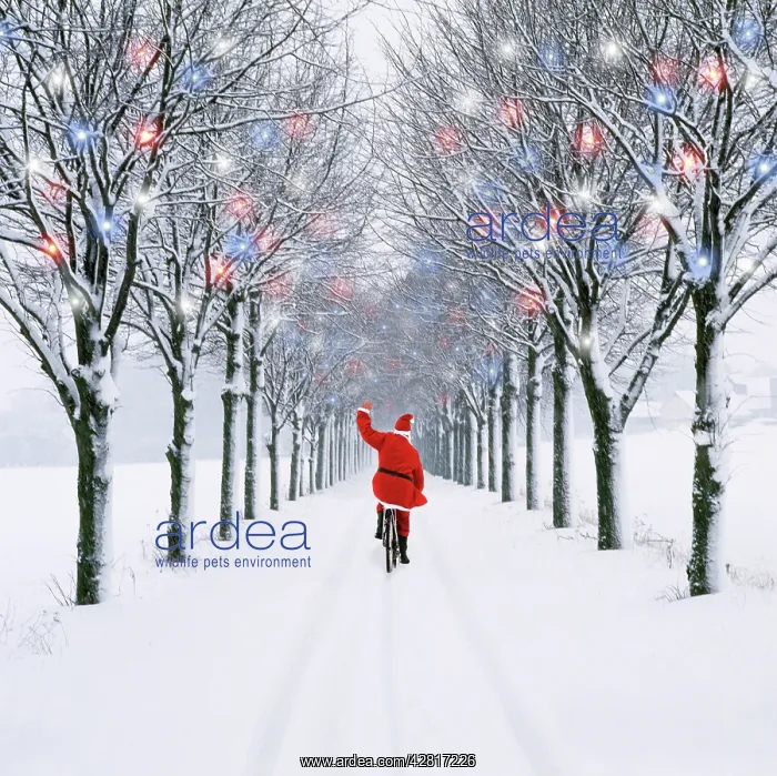 : Small-leaved Lime Trees - in snow, winter with : Small-leaved Lime Trees - in snow, winter with