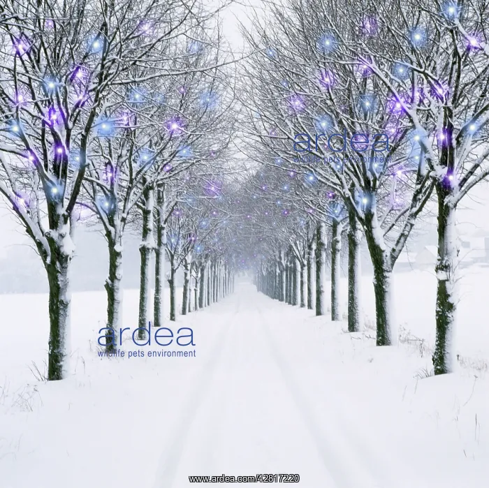 : Small-leaved Lime Trees - in winter snow, with : Small-leaved Lime Trees - in winter snow, with