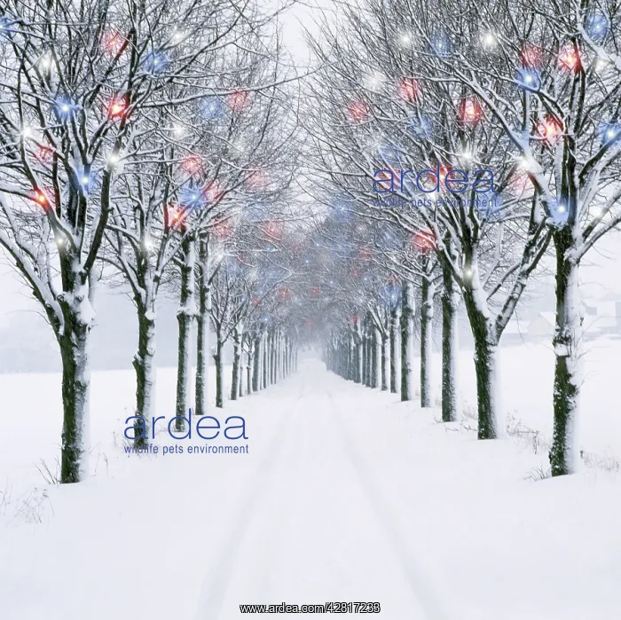 : Small-leaved Lime Trees - in winter snow - with : Small-leaved Lime Trees - in winter snow - with