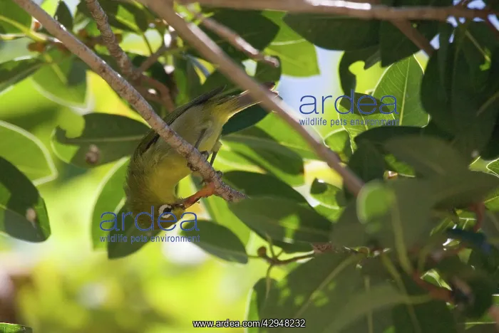 : Small Lifou White-eye : Small Lifou White-eye