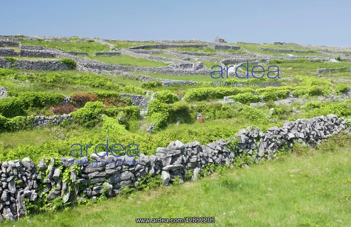 : Small limestone-walled old fields on Inisheer the Burren : Small limestone-walled old fields on Inisheer the Burren