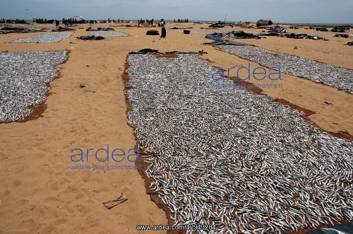: small marine fish ('sardines') laid out to dry in the sun : small marine fish ('sardines') laid out to dry in the sun