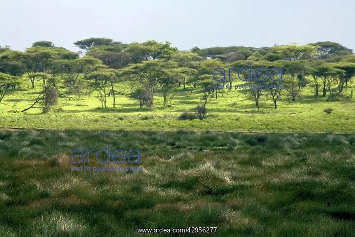 : Small marsh at Ndutu : Small marsh at Ndutu