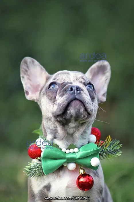: Small merle colored French Bulldog dog puppy wearing : Small merle colored French Bulldog dog puppy wearing