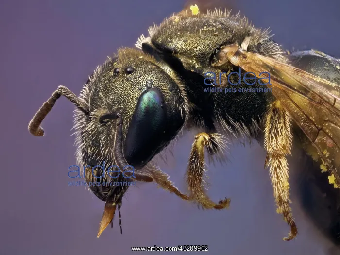 : A small metallic bee covered on pollen, it has a : A small metallic bee covered on pollen, it has a