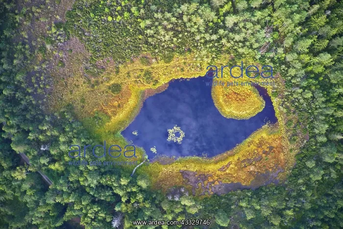 : Small moorland lake with deep blue water and yel : Small moorland lake with deep blue water and yel