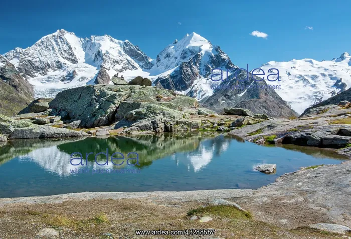 : Small mountain lake on Fuorcla Surlej with Piz Bernina : Small mountain lake on Fuorcla Surlej with Piz Bernina