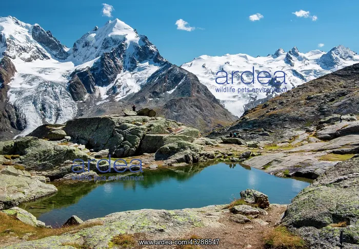 : Small mountain lake on Fuorcla Surlej with Piz Roseg : Small mountain lake on Fuorcla Surlej with Piz Roseg