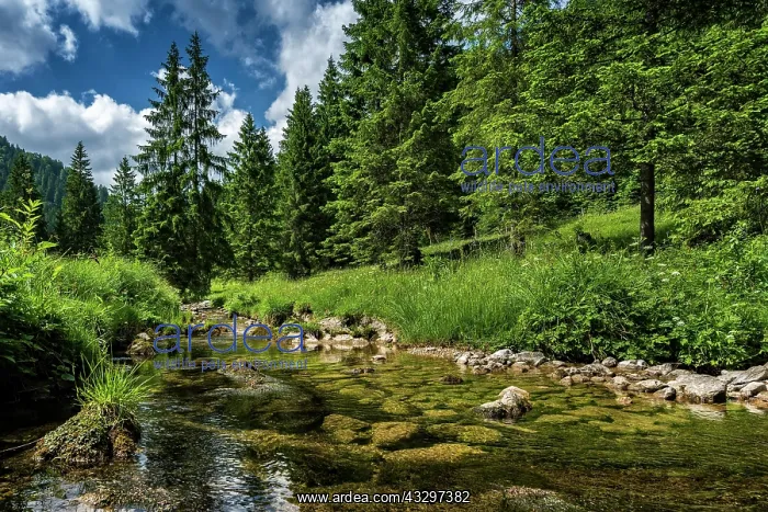 : Small mountain stream, near Tegernsee, Upper Bavaria : Small mountain stream, near Tegernsee, Upper Bavaria