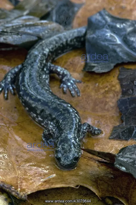 : Small-Mouth Salamander : Small-Mouth Salamander