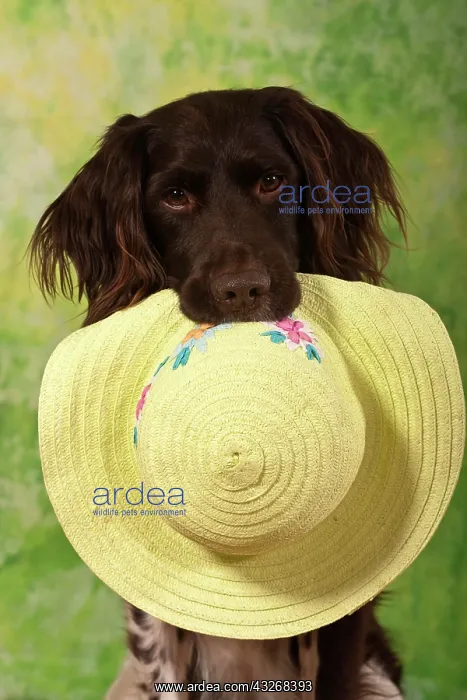: Small Muensterlaender, hunting dog holding a summer : Small Muensterlaender, hunting dog holding a summer