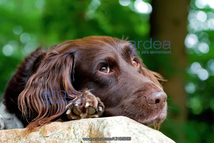 : Small Munsterlander, dozing : Small Munsterlander, dozing
