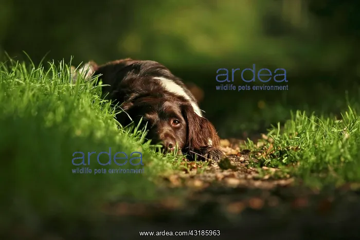 : Small Munsterlander dozing on a forest path Kleiner : Small Munsterlander dozing on a forest path Kleiner