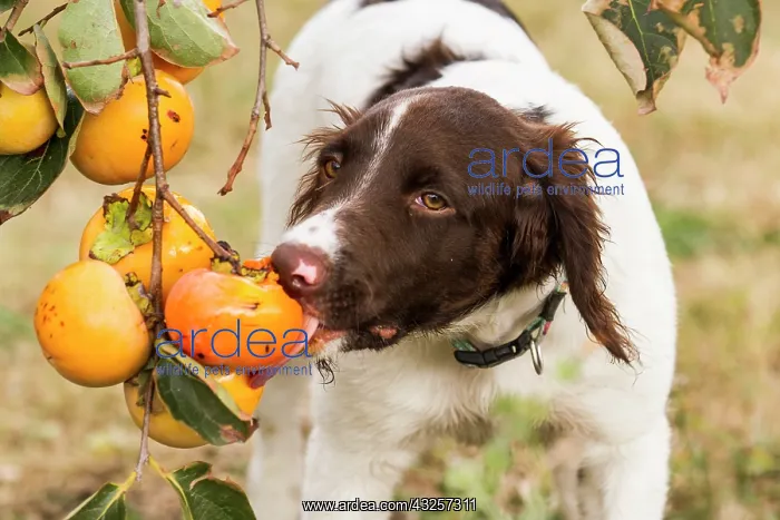 : Small Munsterlander eating a persimmon tree - France : Small Munsterlander eating a persimmon tree - France