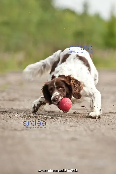 : Small Munsterlander fetching a ball : Small Munsterlander fetching a ball