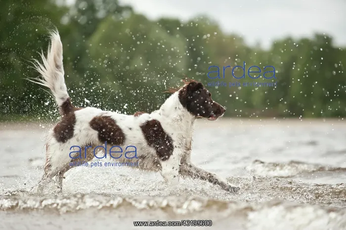 : Small Munsterlander jumping into water : Small Munsterlander jumping into water